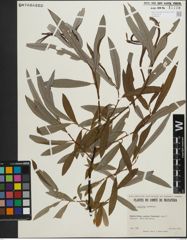 Foto von Salix pellita (Andersson) Bebb